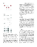 Bhagavan Medical Biochemistry 2001, page 569